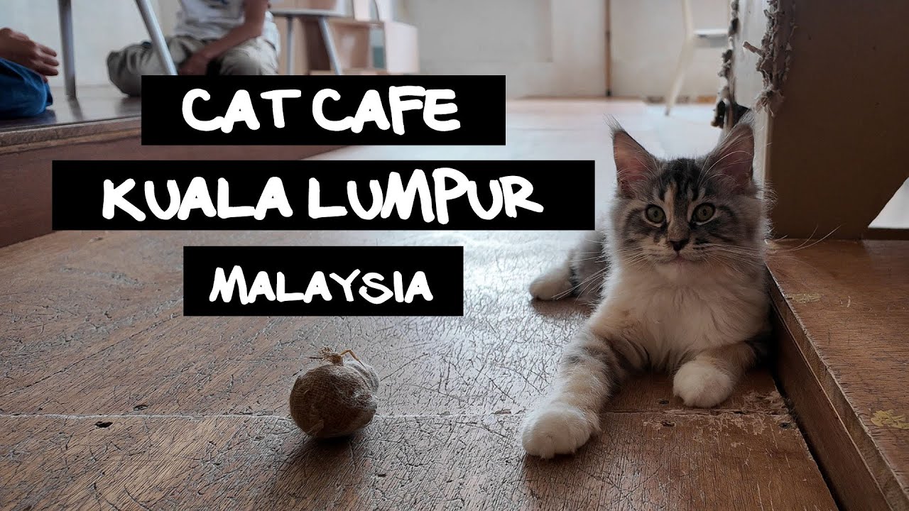 Cat Cafe | Monster. A Garden Cafe | Kuala Lumpur | Malaysia
