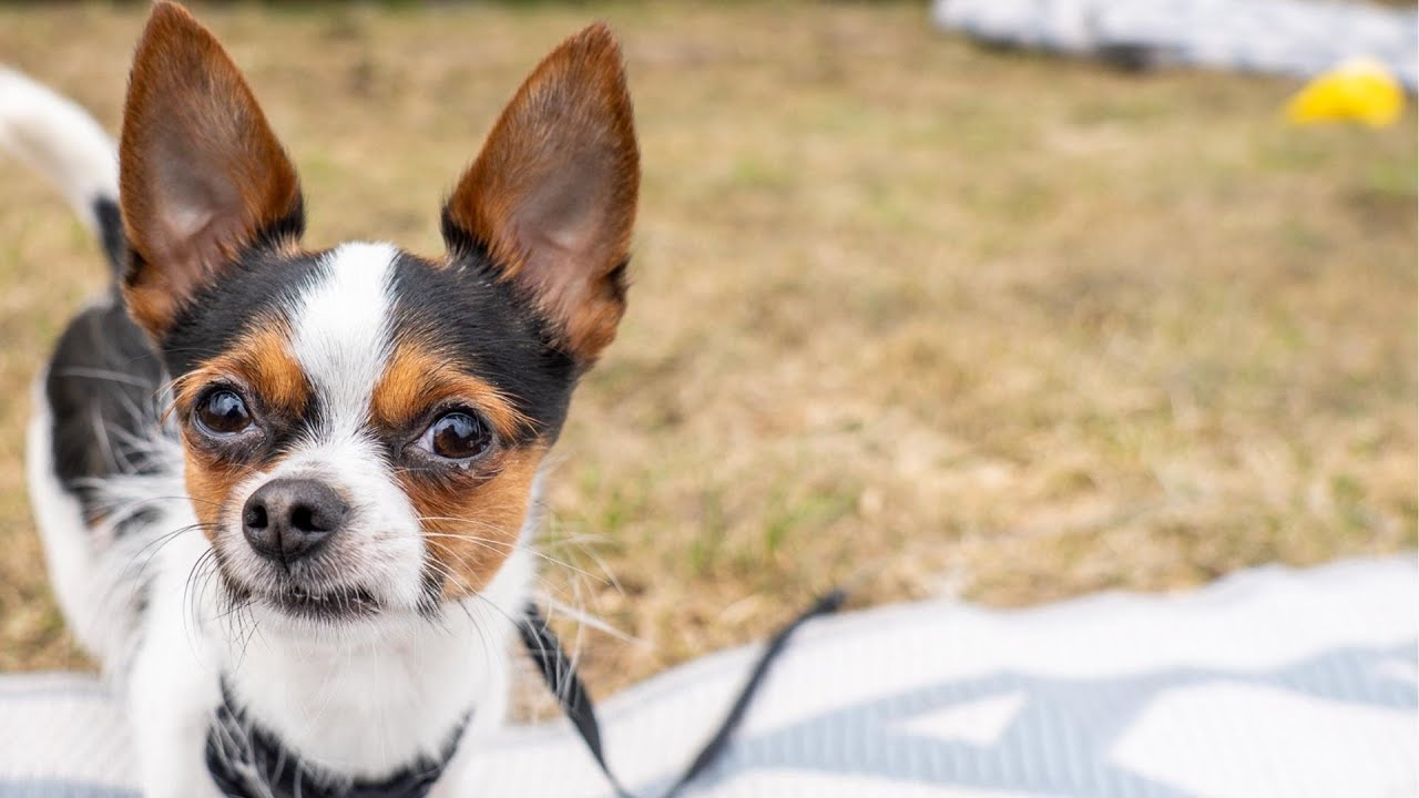Chihuahua Was Surrendered to the Humane Society For... Allergies?