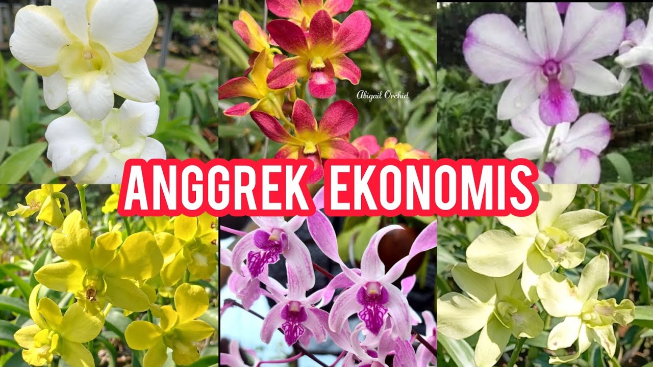 ANGGREK DENDROBIUM CANTIK & MURAH! Wajib Punya Bagi Pecinta Tanaman Hias | STOK TERBATAS!