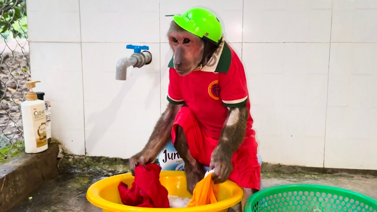 ABU helps mom clean house and take care baby monkey!