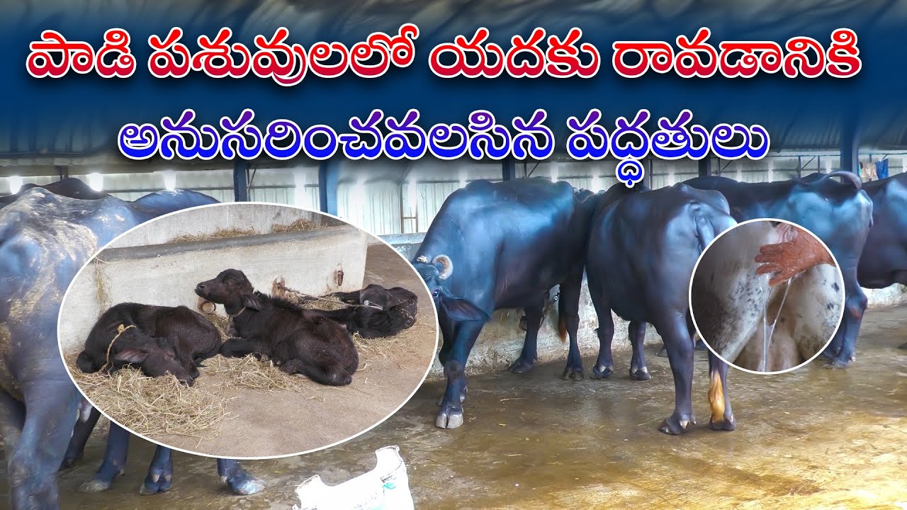 పాడి పశువులలో యద నిర్దారణ || How to detect HEAT symptoms in cattle