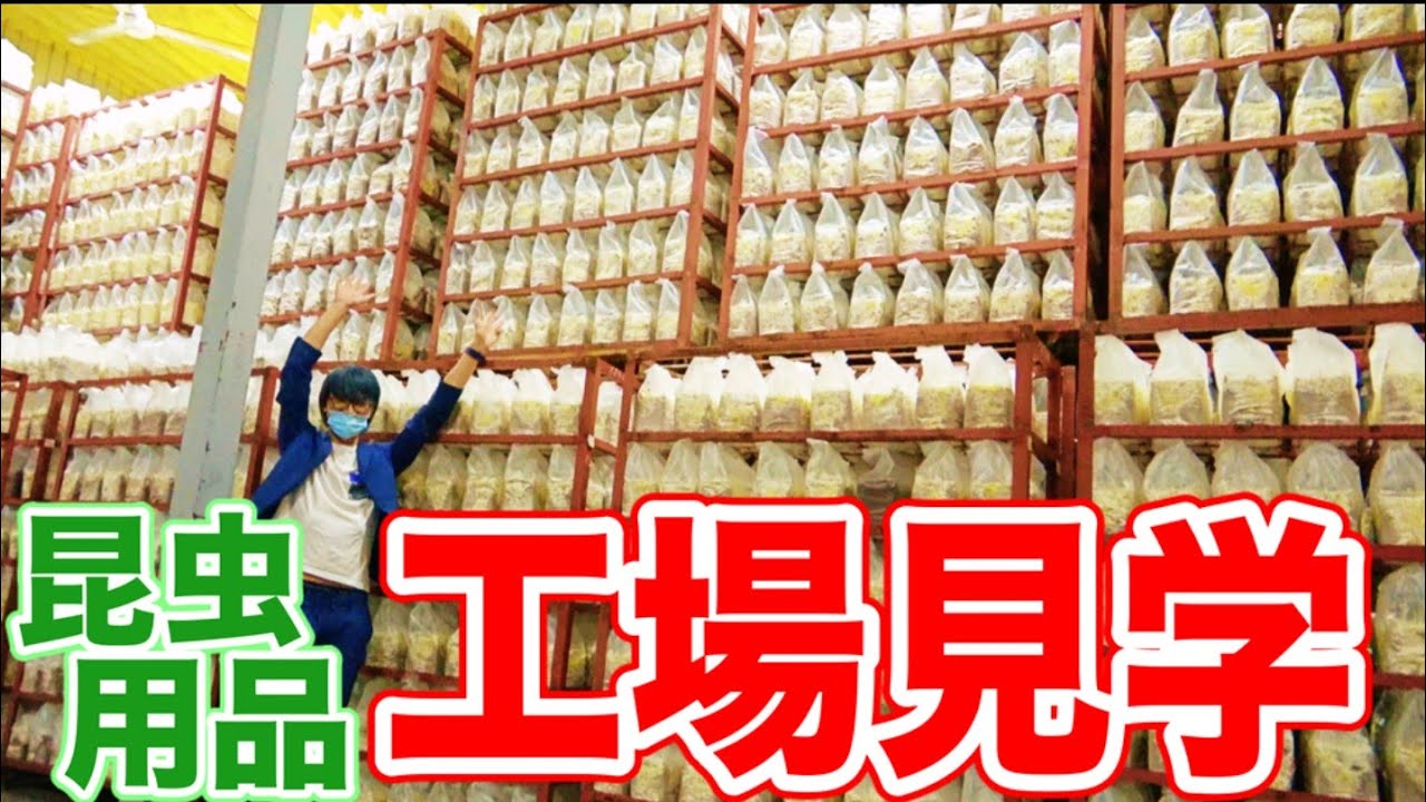 【潜入調査】昆虫用品を作る工場が秘密基地過ぎた…