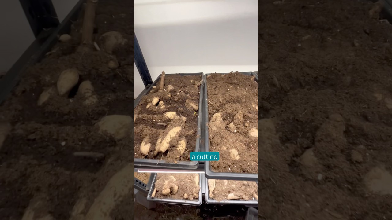 How to wake up dahlia tubers #farmerflorist #dahlias