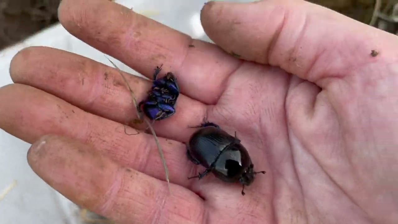 Great success from last night’s dung beetle traps this morning