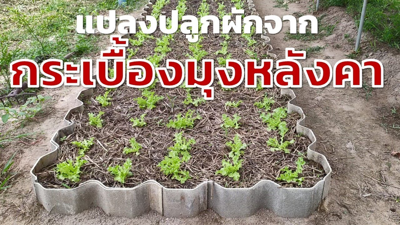 ประหยัด!แปลงปลูกผักจากกระเบื้องมุงหลังคา (Raised bed from roof tile) Farm Station