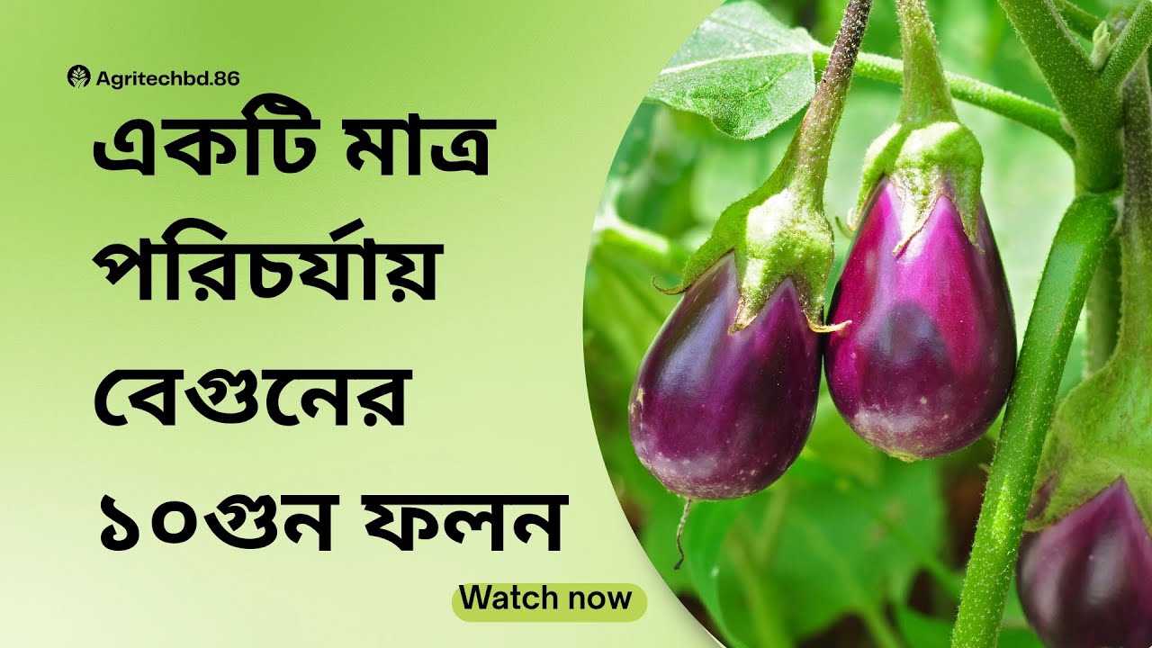 বেগুনের ফলন বৃদ্ধির সহজ উপায়। #agriculture #বেগুনচাষ