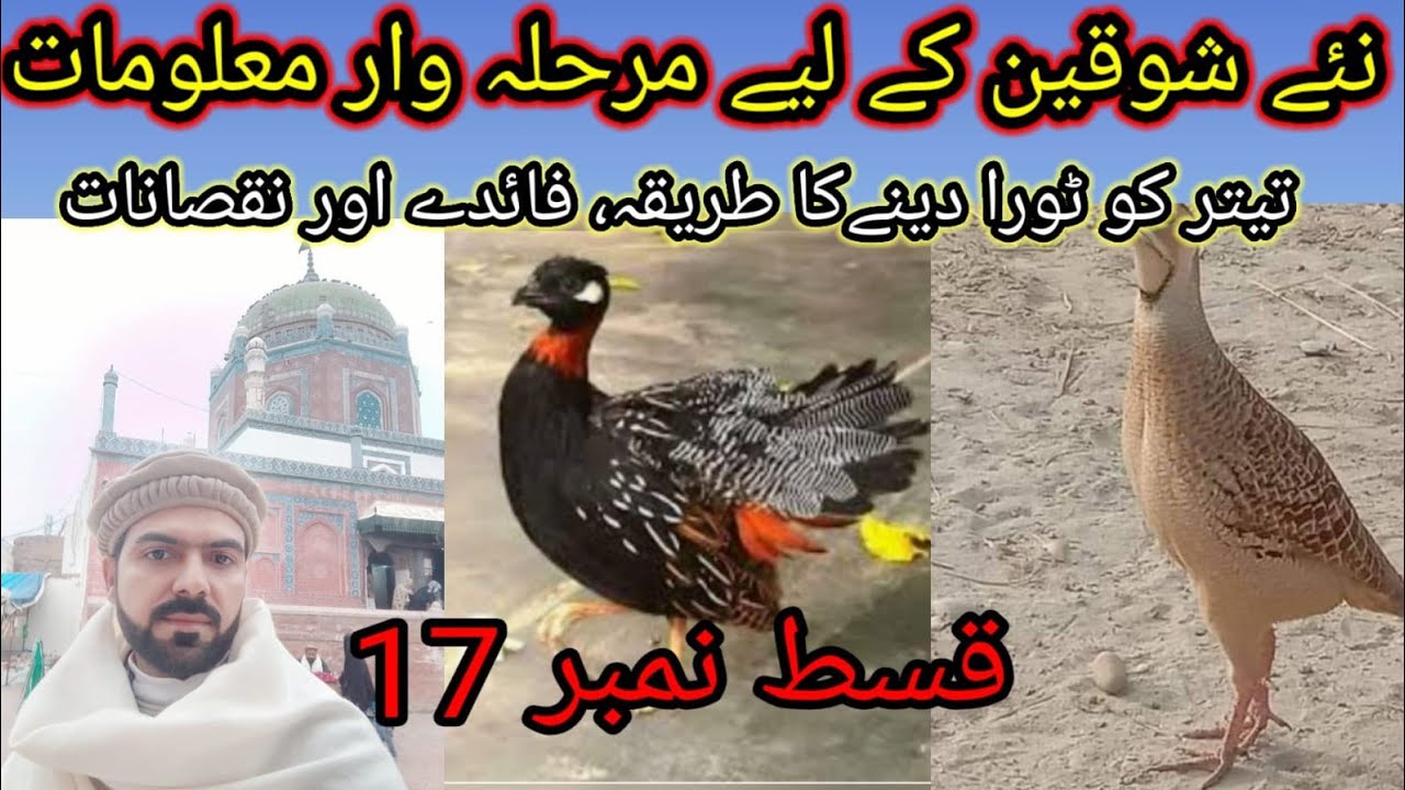 New shokeen Episode 17 | teetar ko tora dene ka tarika | تیتر کو ٹورا دینے کا طریقہ فائدے اور نقصان