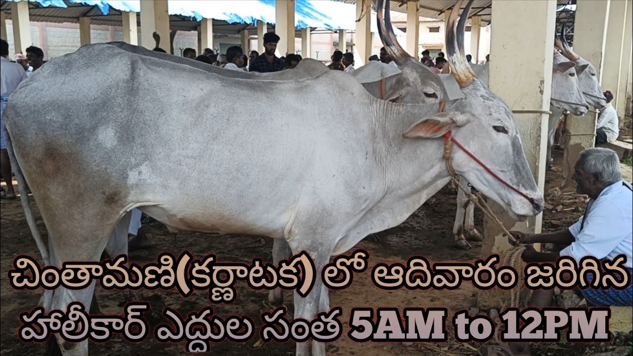 చింతామణి(కర్ణాటక) లో జరిగిన హాలీకార్ ఎద్దుల సంత 5AM to 12PM