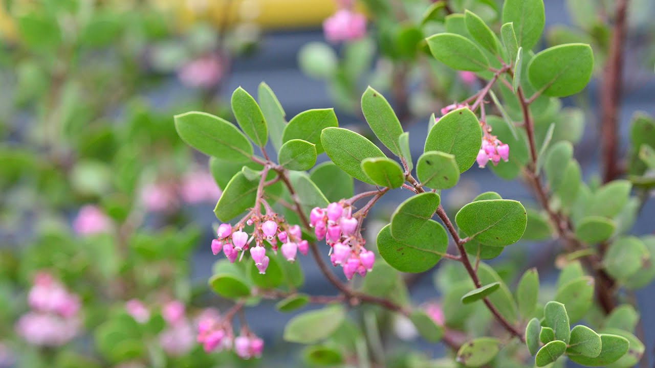 Louis Edmonds Manzanita (Arctostaphylos bakeri ‘Louis Edmonds’)