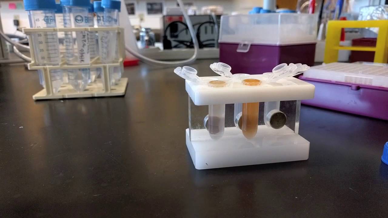 Cell lysate preparation for purification using magnetic beads