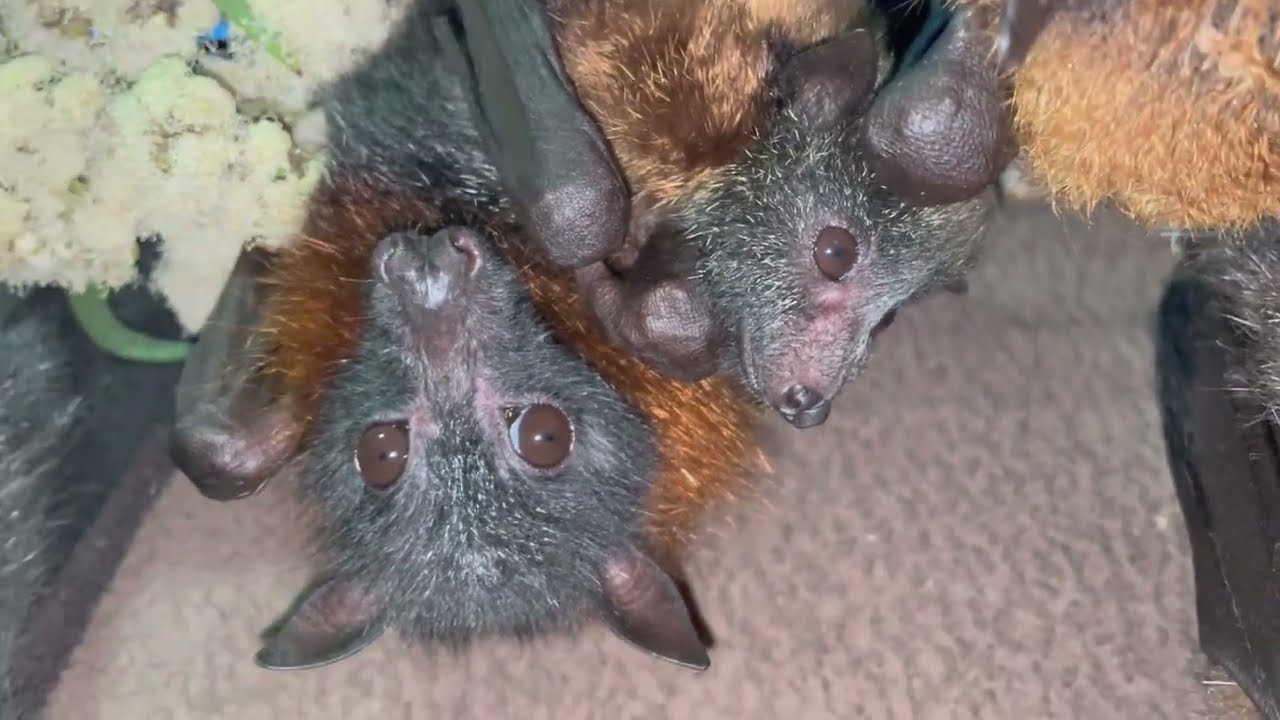 In Merryn's Aviary:  updates including Sigma and her baby, Tau