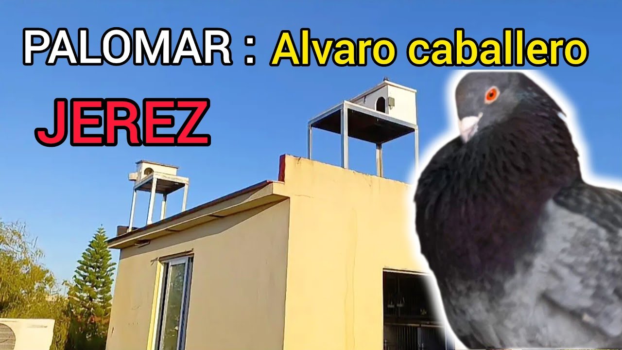 ¡En JEREZ de HEMBREO! GRABAMOS el PALOMAR de Alvaro Caballero y sus PALOMOS Portilleros