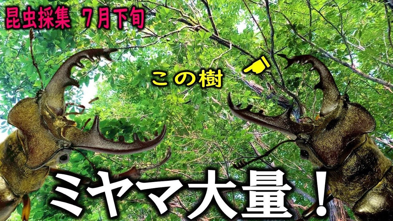 ミヤマクワガタが大量に落ちてくる樹がすごかった！（くろねこチャンネル）
