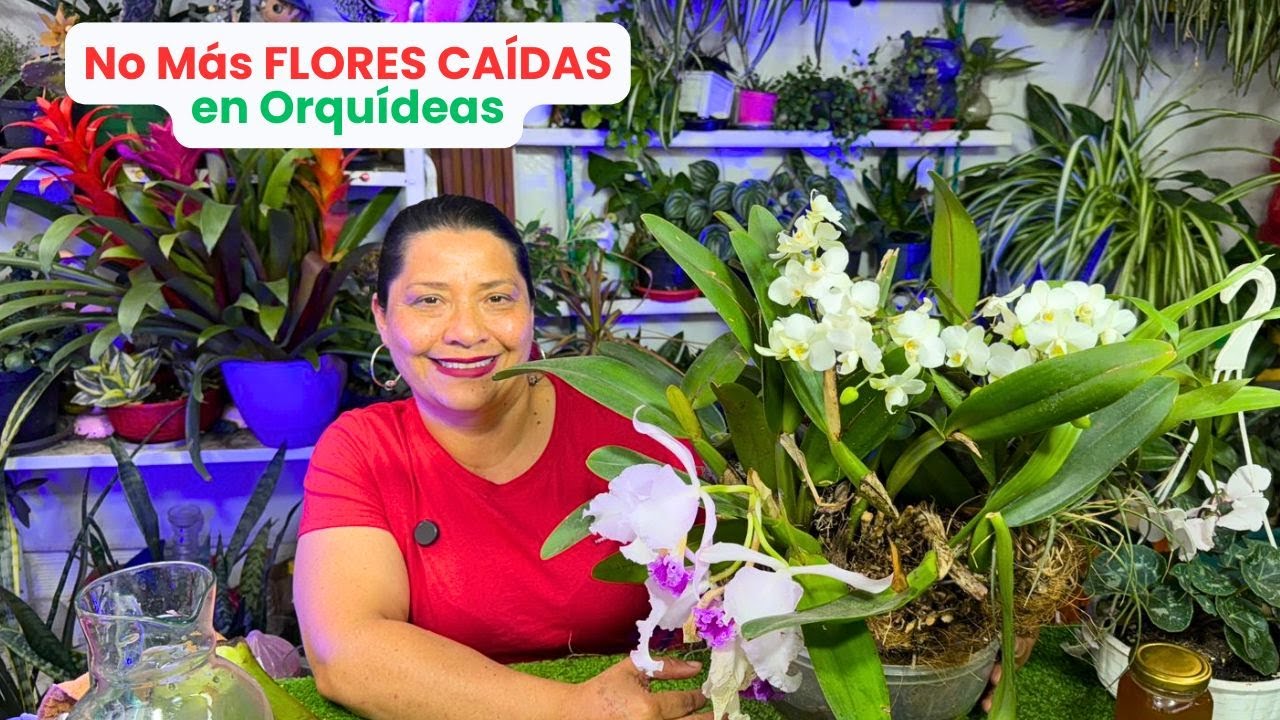 ¿Tus ORQUÍDEAS no ABREN? Con ESTOS INGREDIENTES las flores DURAN MESES