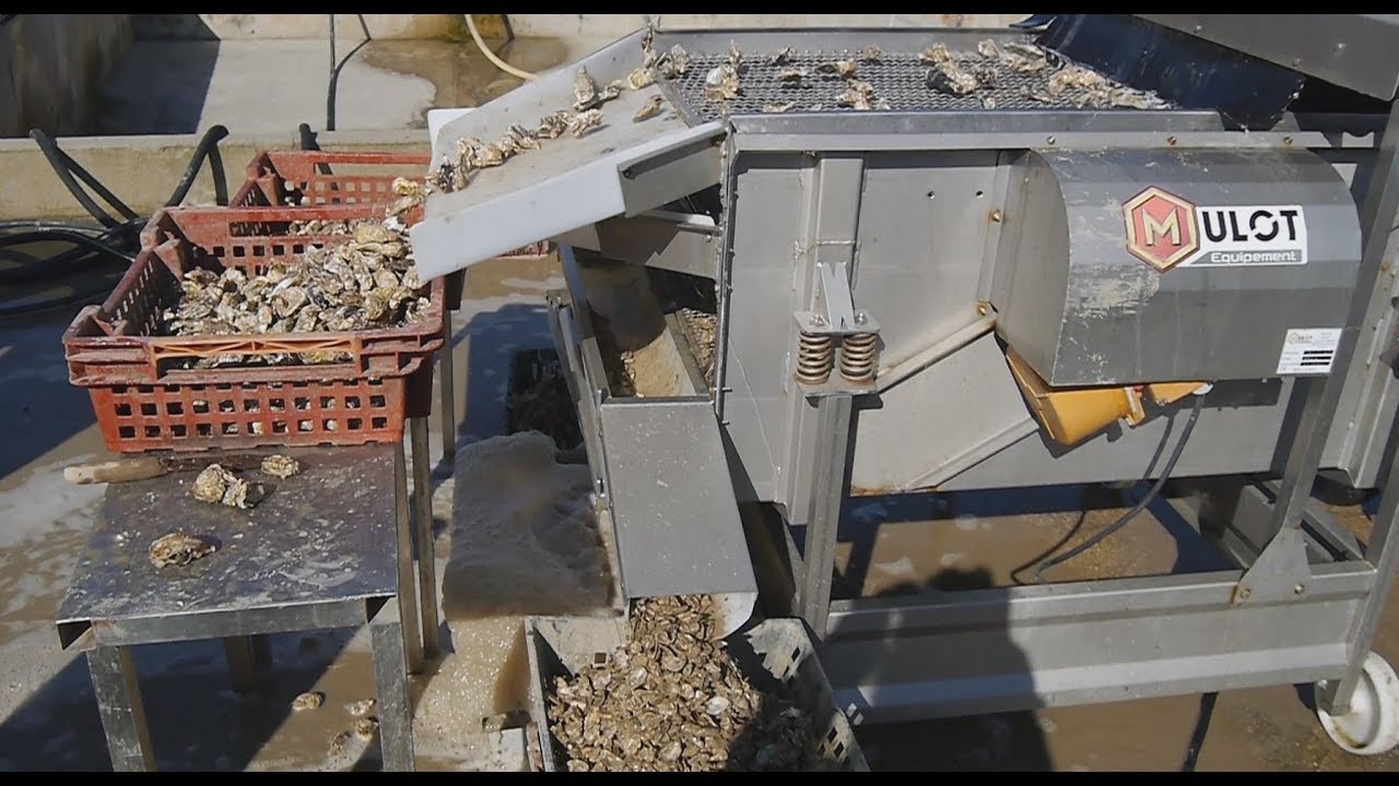 Vibrating oyster grader MULOT