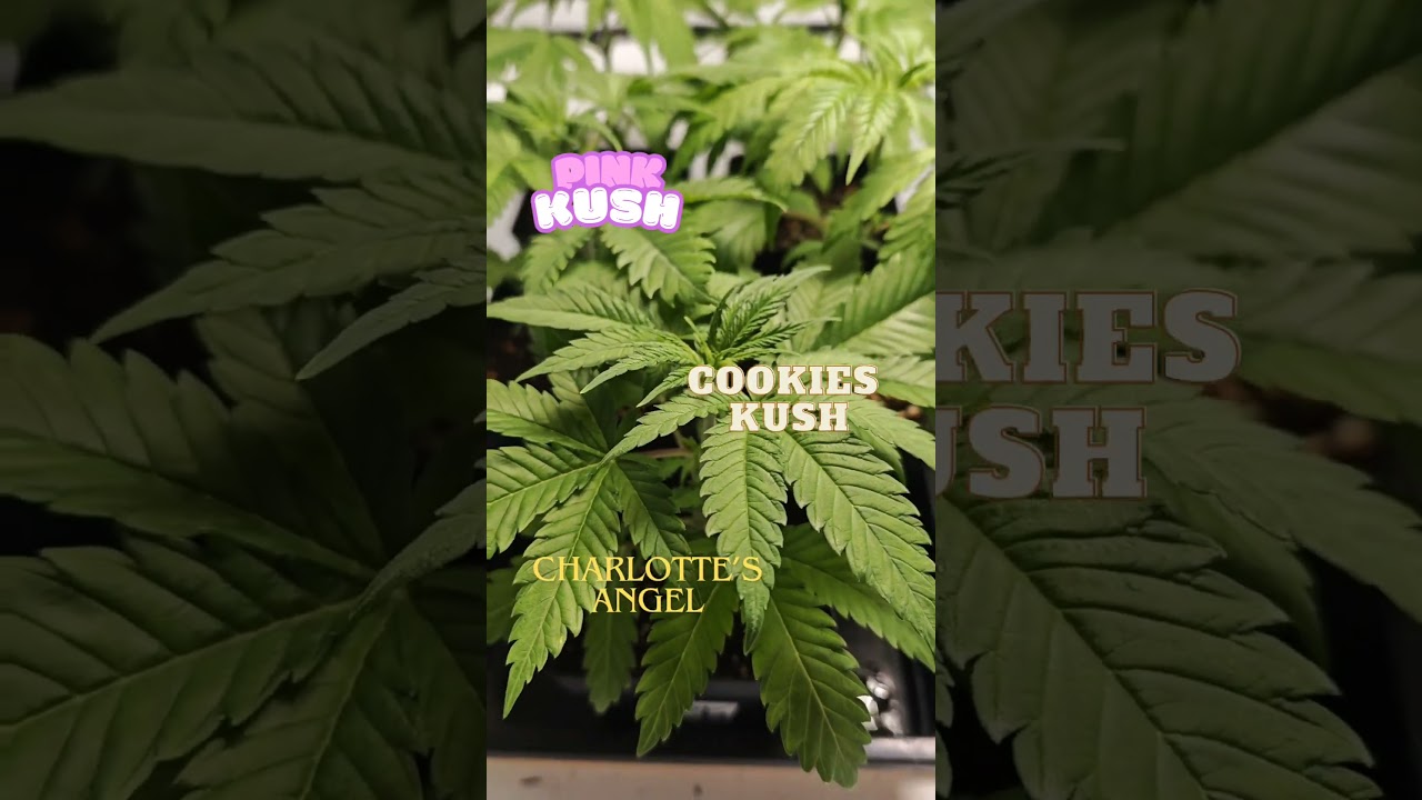 🌱Pink Kush, Cookies Kush, Charlotte's Angel CBD, SEEDS🥦 #indoorplants #organic #flowers #weed #grow