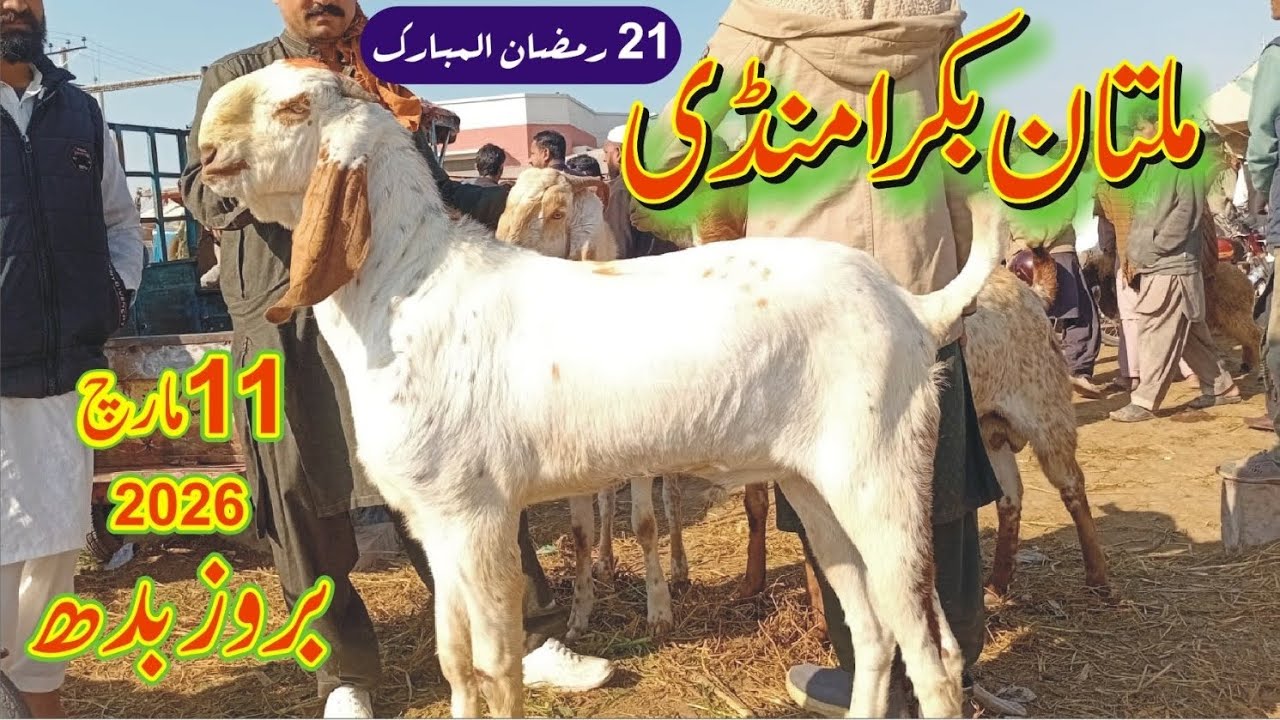 Multan bakra mandi updated qurbani 2026/11 March 2026/cell 0304_9096494 