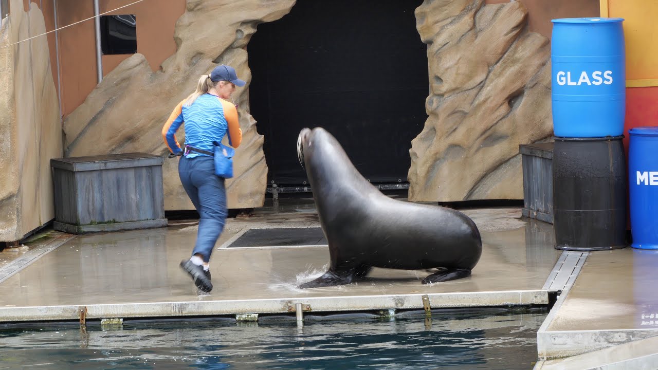 Seal guardians show at Sea world Gold coast