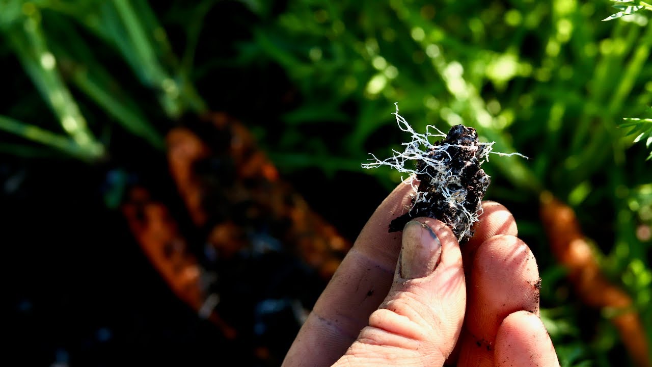 Healthy Soil Simplified