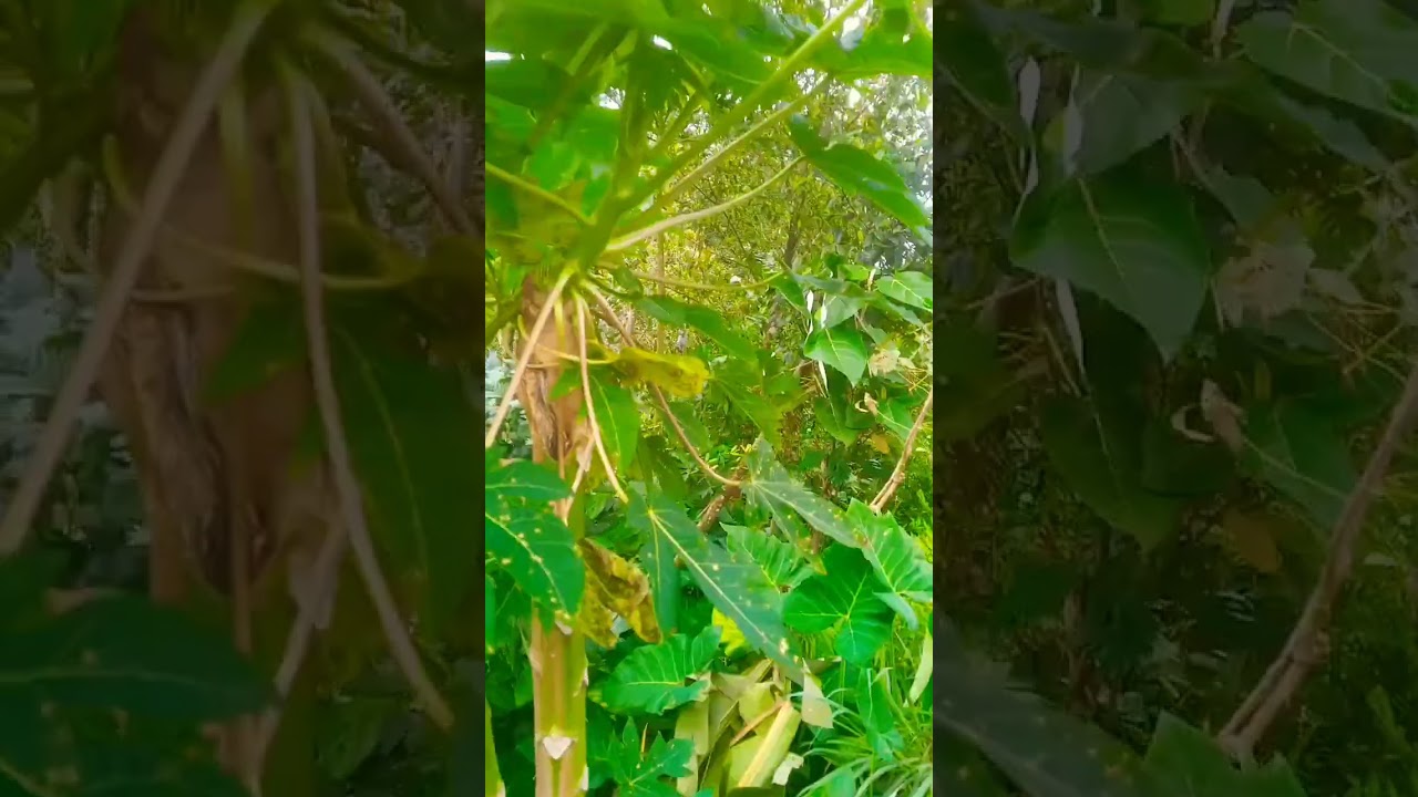 sering konsumsi daun pepaya wajah jadi awet muda