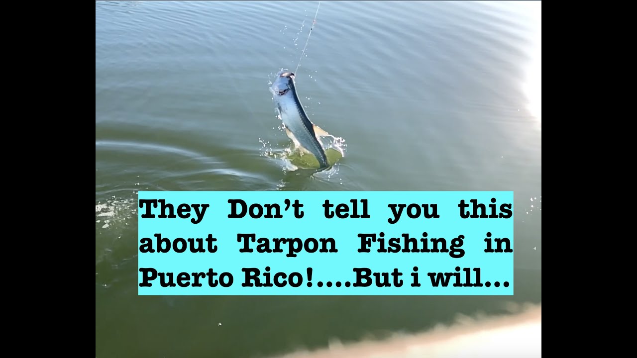 Tarpon Fishing Expectations in Puerto Rico