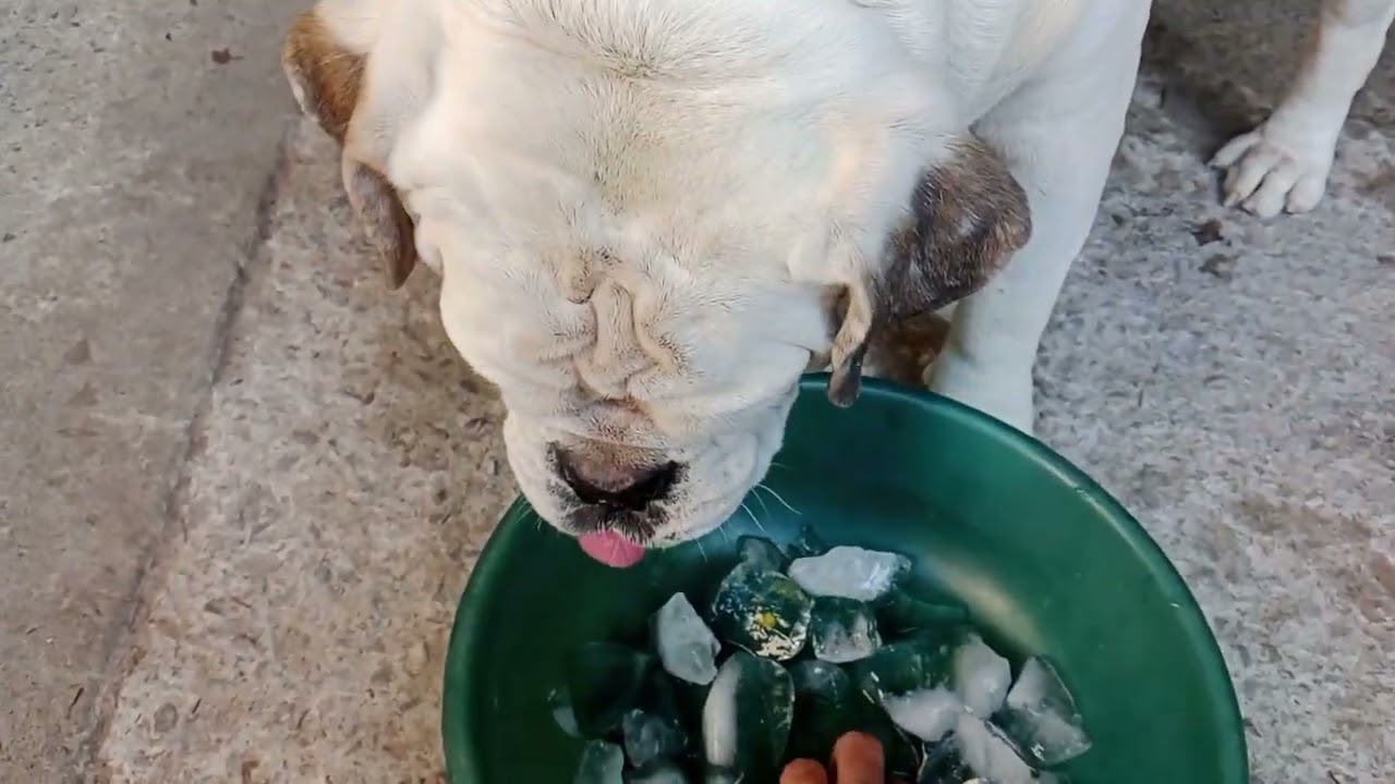 Chú cún mèo shin ăn nước đá và mèo bánh bò