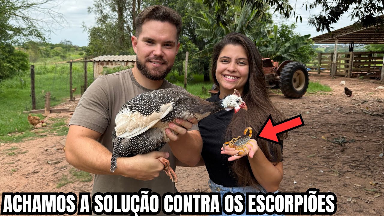 Testamos o que acontece quando galinhas encontram escorpiões - Incrível!