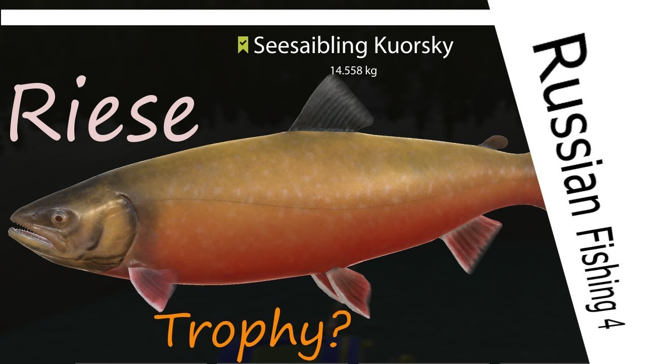 Russian Fishing 4 - # 85 - Monster Seesaibling Kuorsky
