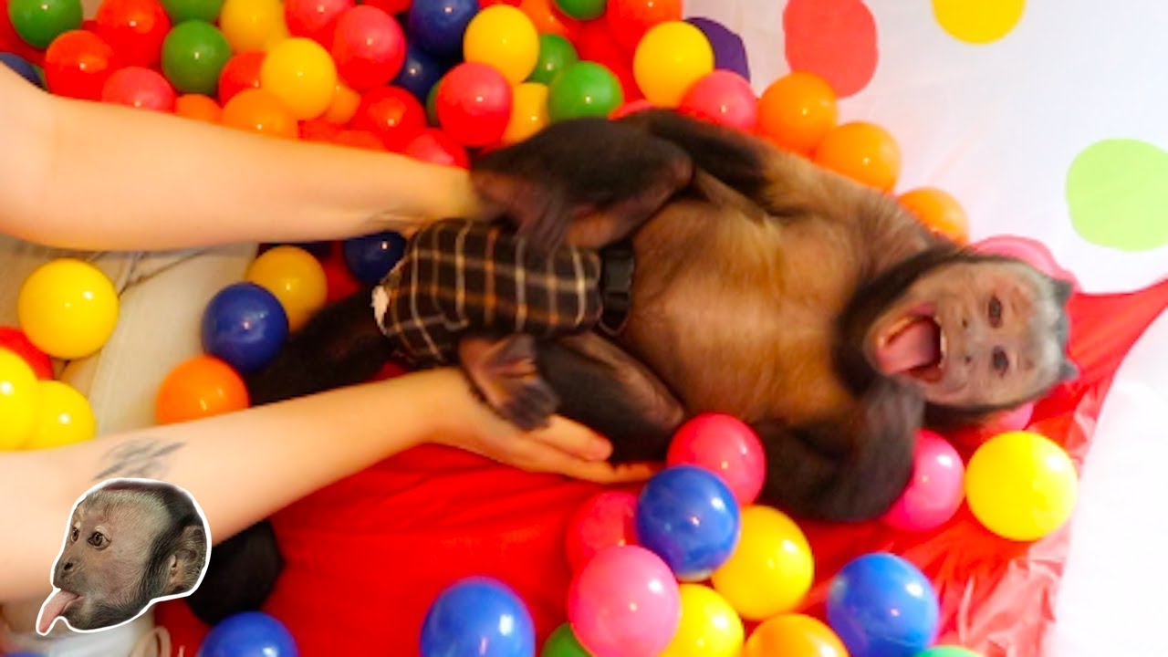 Capuchin Monkey Ball Pit FUN!