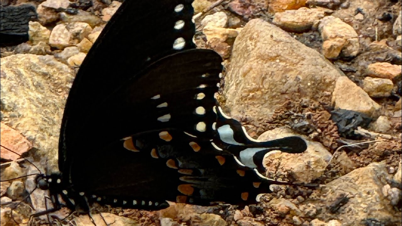 Peaceful Black Butterfly Strolling the Shore - Tranquil Moments in Nature #focus #butterfly #calm
