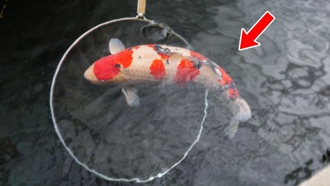 The Biggest Fish I Have Ever Seen in Japan. HUGE!!