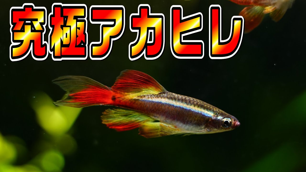 【カージナルアカヒレロングフィン】このヒレの鮮烈なカラーをぜひ見て欲しい！【アクアリウム】