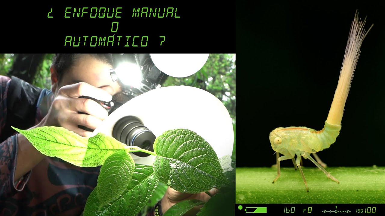 Cómo enfocar en fotografía MACRO 🍄 🐞 Mis configuraciones de cámara