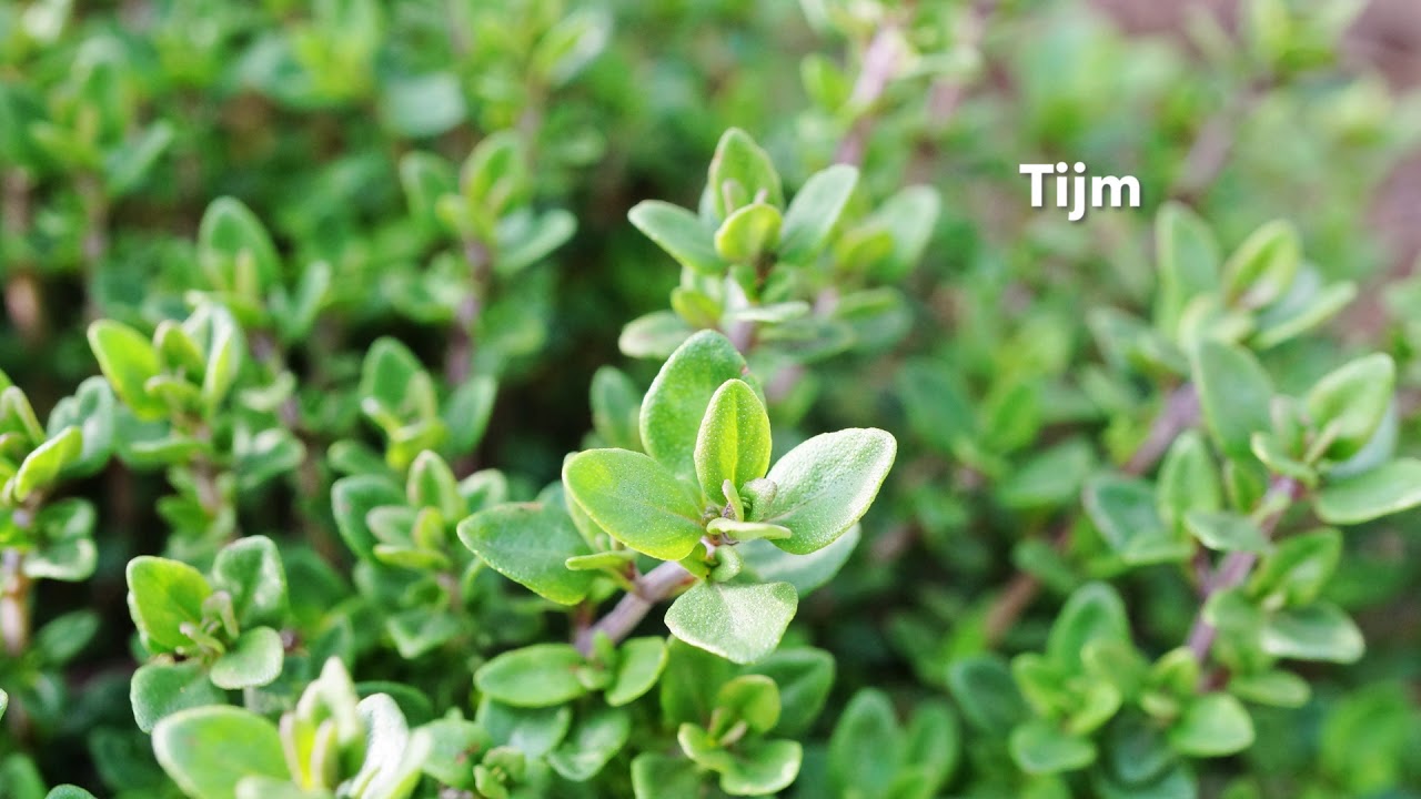 Verstegen Picolier - Tijm