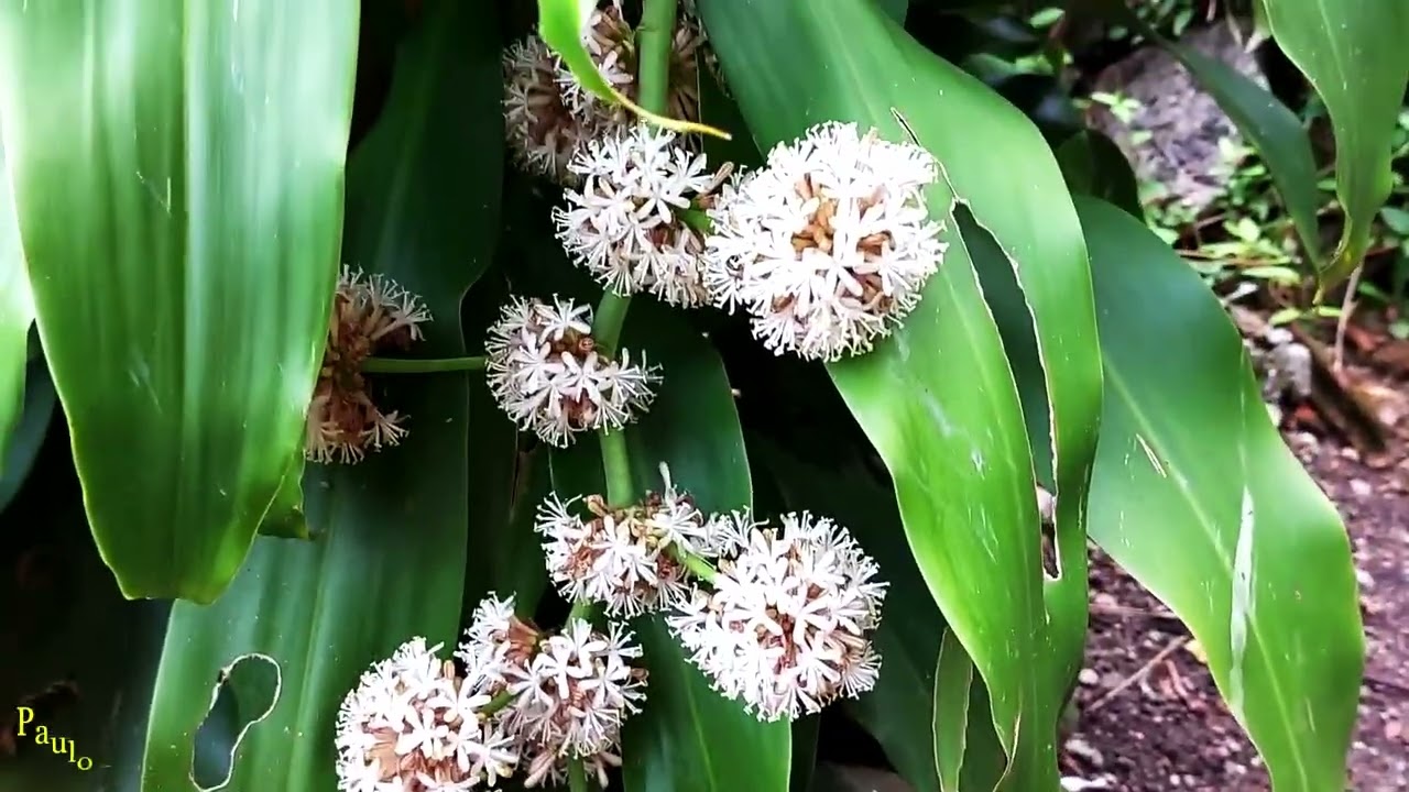 Dracena Fragrans - Pau D'Água, Florida e Muito Perfumada.