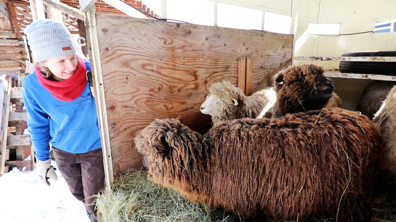 Delicious Baked Maple Donuts | Our New Romney Sheep!  | Potting up Tomatoes