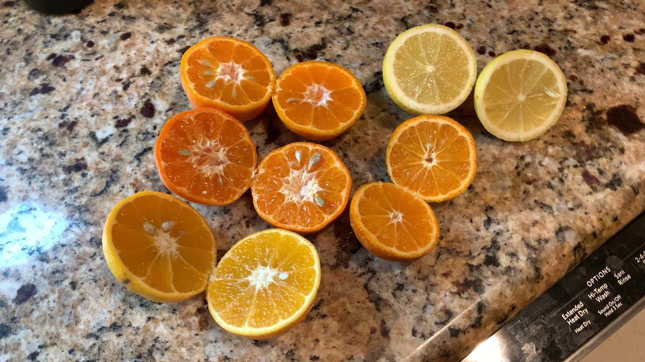 Ponkan & Paige Mandarins, Orlando Tangelo, Owari Satsuma & Lisbon Lemon! 5 Varieties Side-by-side!