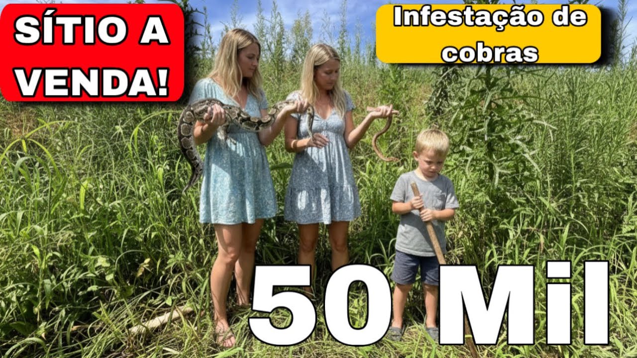( S&iacute;tio a Venda)RISCO DE PICADA DE COBRA NESSE S&Iacute;TIO-muita cobra-OQUE FAZER PARA DIMINUIR infesta&ccedil;&atilde;o