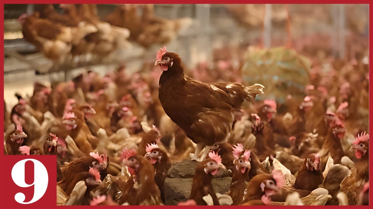 First Human Bird Flu Death in US Reported, Florida Cases Rising