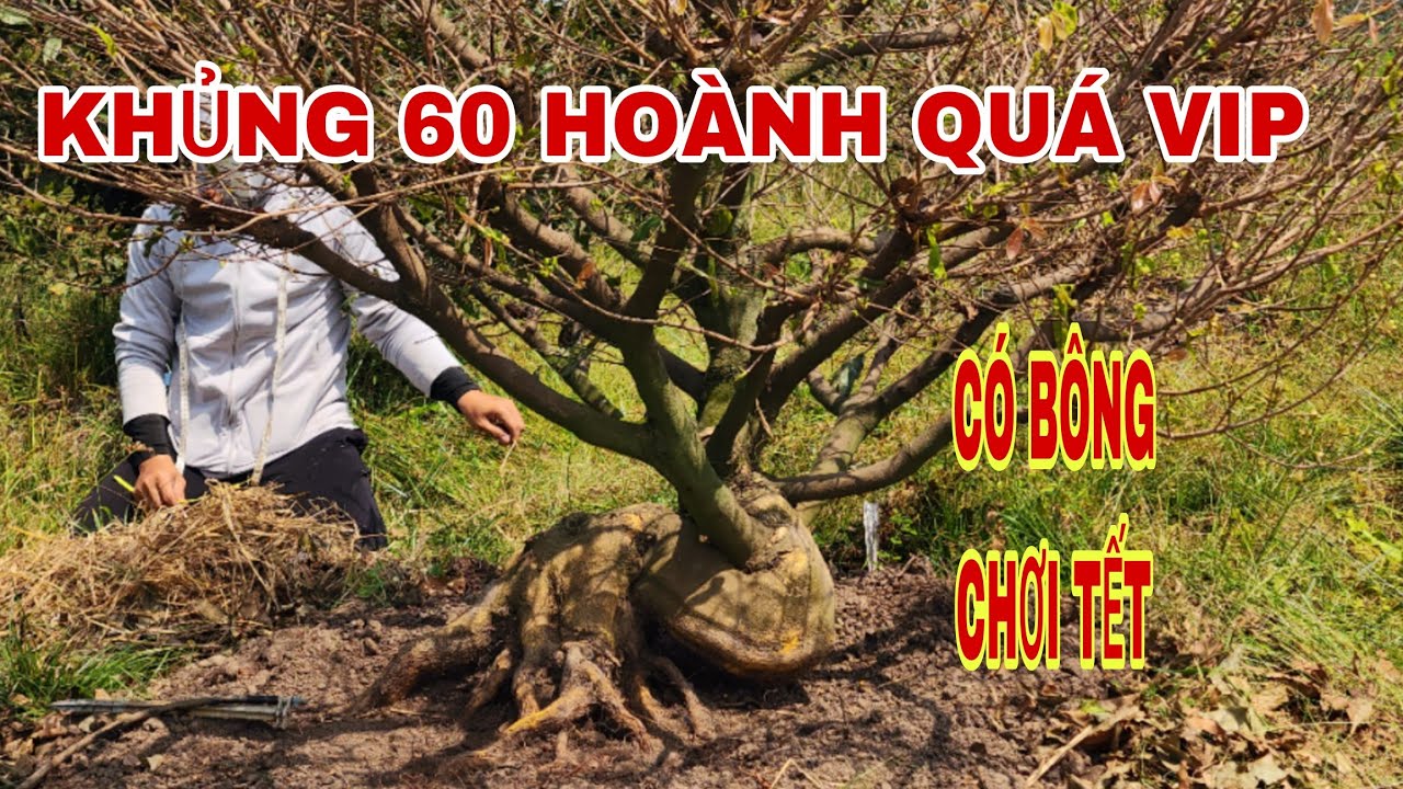 Mai vàng dáng thú chơi Tết ☎0907813169