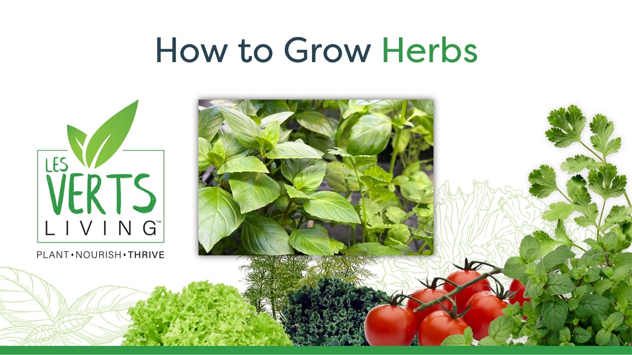 Quick Guide: How to Grow Herbs in Your Les Verts Terrace Indoor Garden