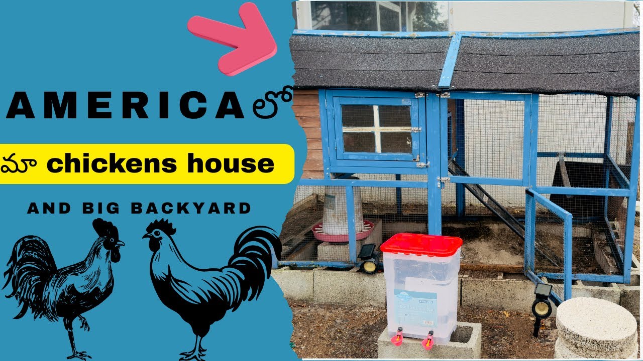 USA లో మా chicken coop tour | big backyard | chicken coop in USA | fully explained in Telugu 