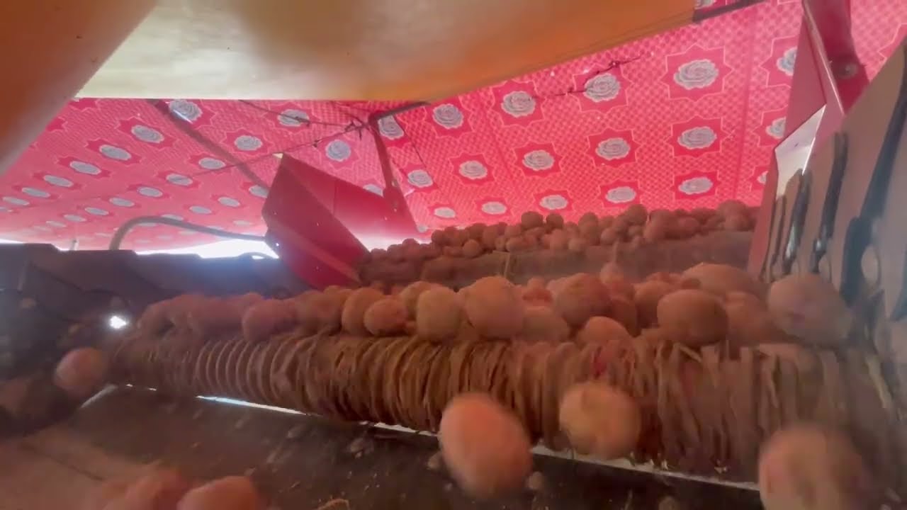 How Potato Sorting Machines Work | Automatic Potato Grading Process