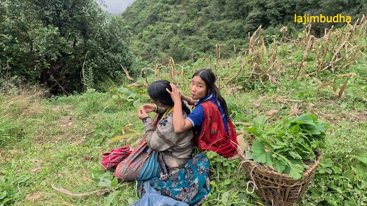 village life in summer season || lajimbudha ||