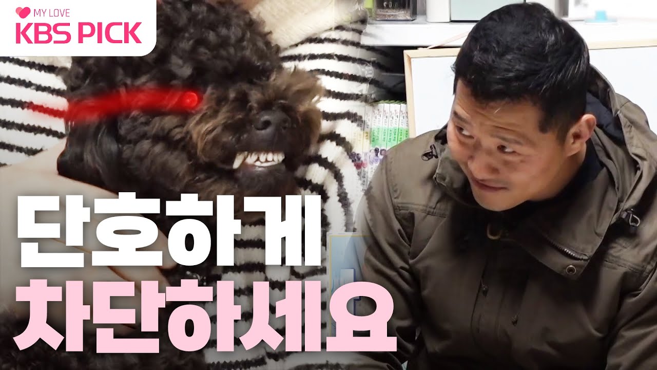 [#개는훌륭하다] 깜빡이 안키고 입질하는 푸들 '로이' ! 