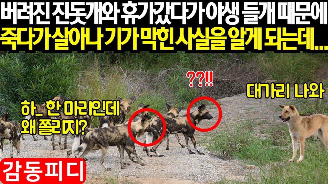 [해외감동사연] 이역만리 호주에 버려진 진돗개를 반려견으로 키우던 간호사가 휴가 갔다가 굶주린 야생 들개떼를 만나 죽다가 살아난 후 기막힌 사실을 알게 되는데