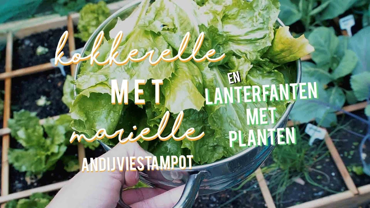 KOKKERELLE MET MARIELLE #8 & LANTER FANTEN MET PLANTEN 🌿✨ - andijviestampot uit eigen tuin!