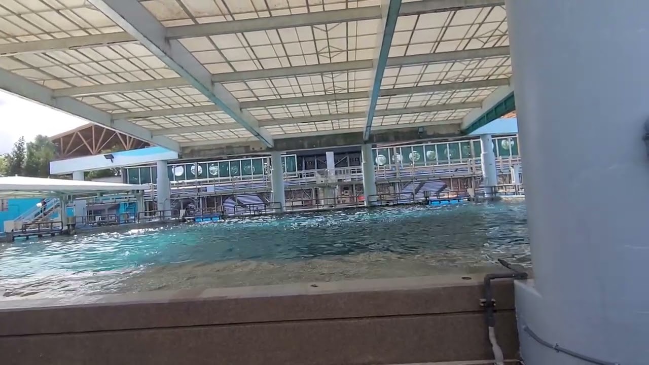 seaworld orlando orca up close part 5