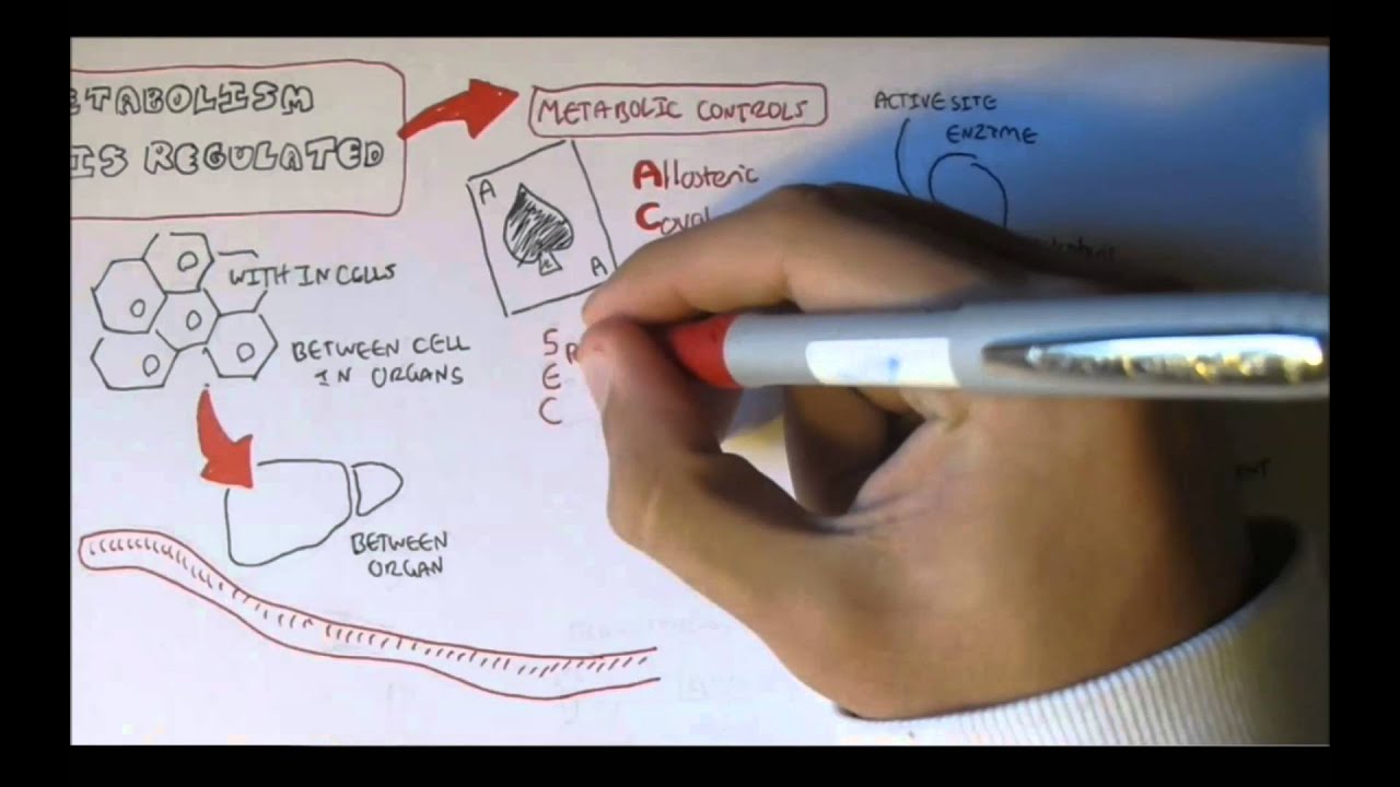 Regulation of Enzyme Activity