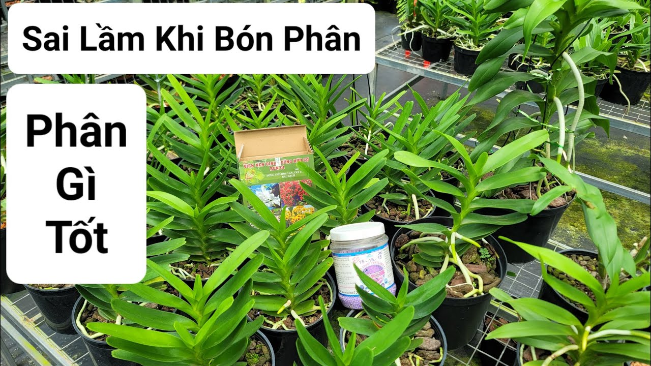 Bón Phân Cho Lan từ A - Z. Sai lầm khi bón phân. Bón phân gì để lan TO, KHỎE, MẬP, ĐẸP, SẠCH, CAO.